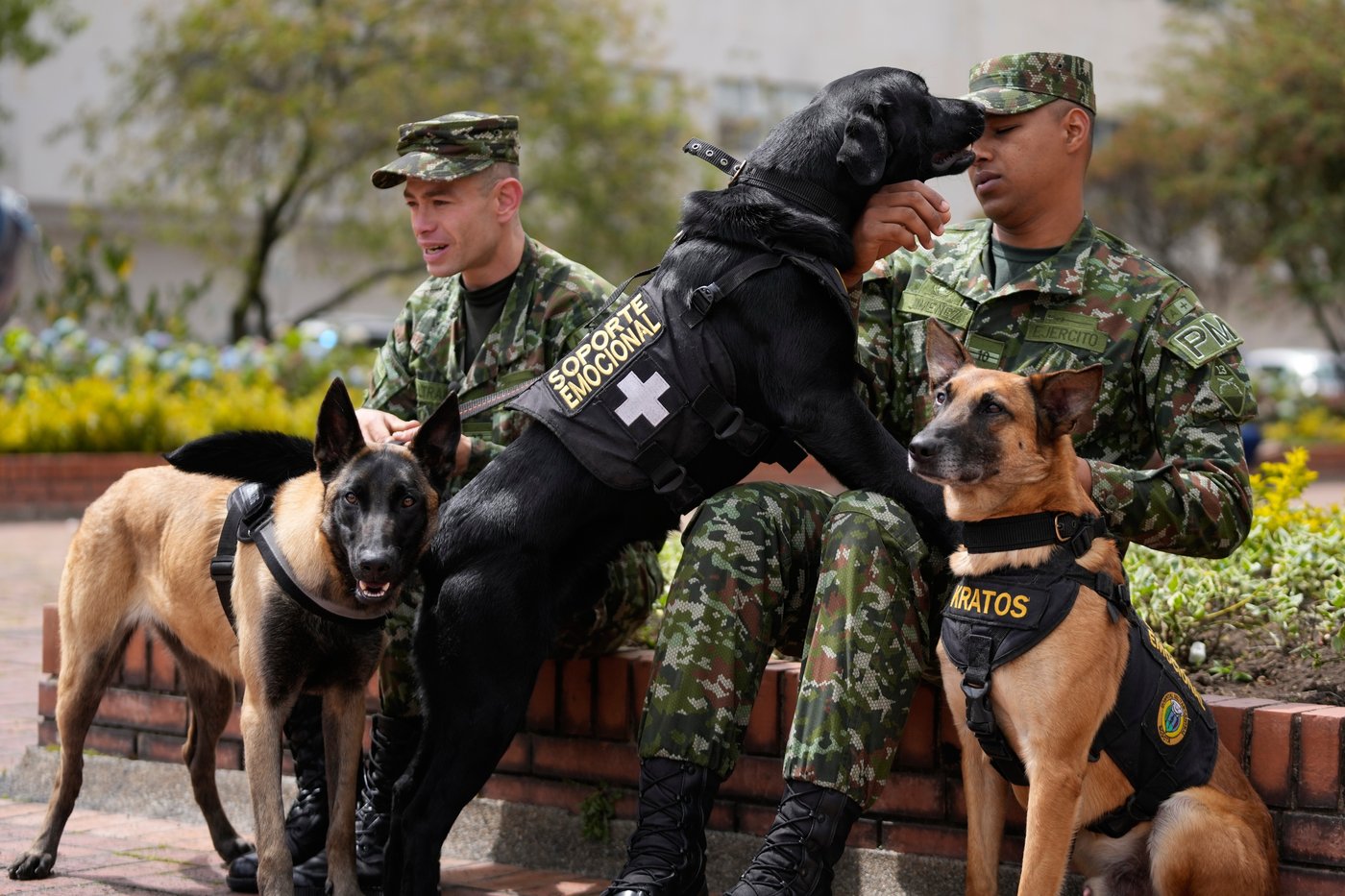 Colombian soldiers find solace in 'furry force' emotional support dogs | iNFOnews.ca