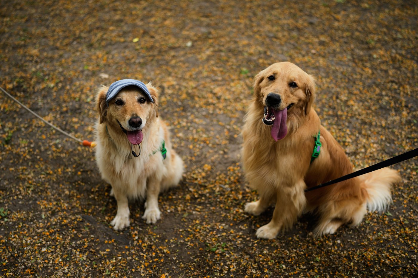 Photos of golden retrievers gathered in Buenos Aires for a world record attempt | iNFOnews.ca