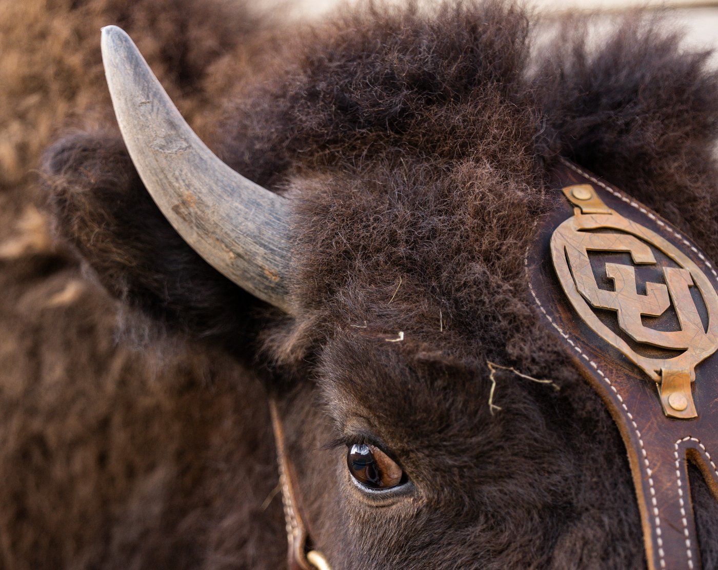 Colorado to debut new live buffalo mascot against Wyoming | iNFOnews.ca