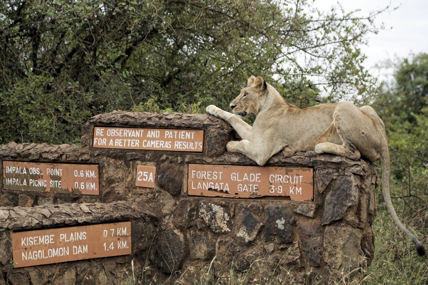 He lives alongside lions in Nairobi. The human-wildlife collision is dazzling - and dangerous | iNFOnews.ca
