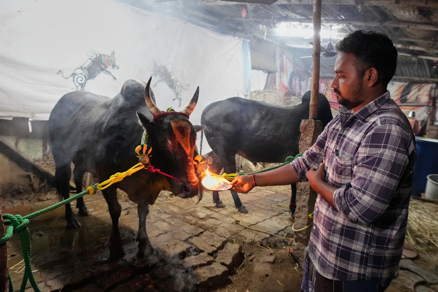 PHOTO ESSAY: Centuries-old bull festival in southern India remains a popular draw | iNFOnews.ca