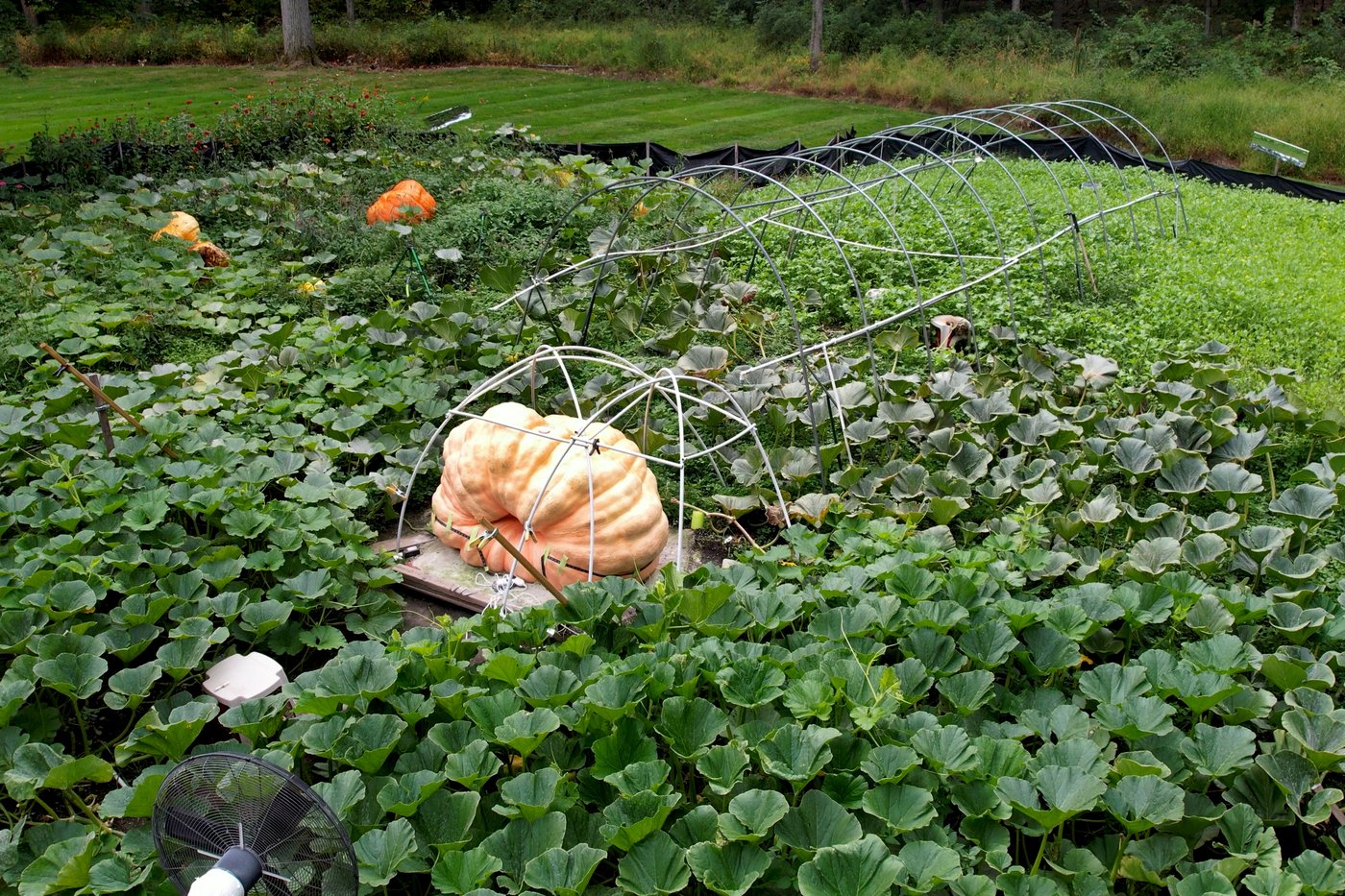 How to grow a giant pumpkin, with help from science | iNFOnews.ca