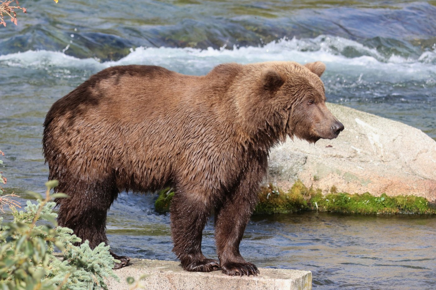 Alaska’s Fat Bear Week kicks off with online voting to crown the most oversized ursine | iNFOnews.ca