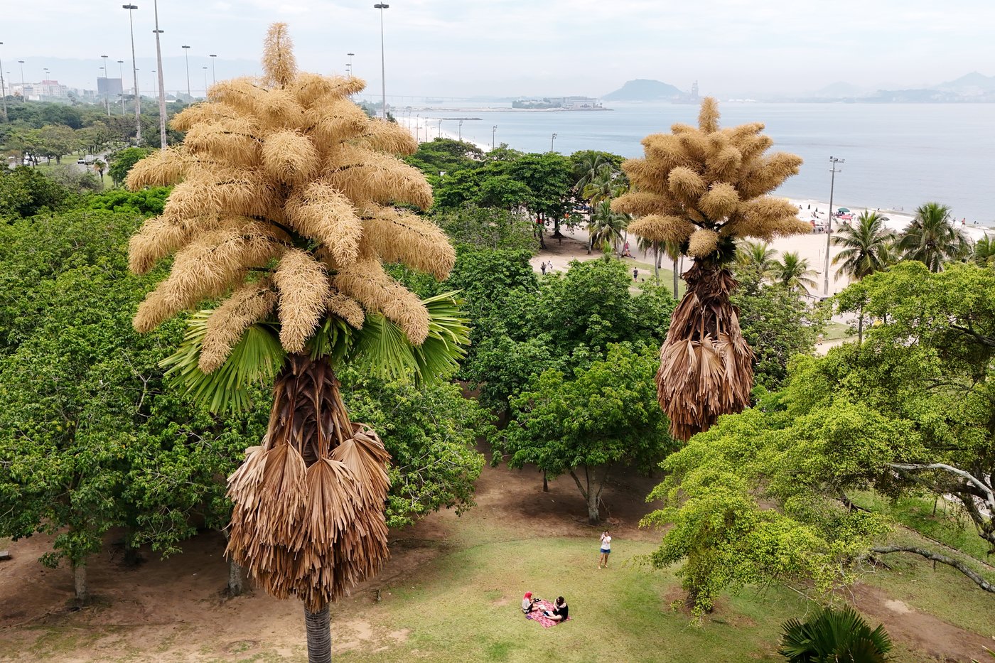 Decades-old palm trees in Rio de Janeiro flower for the first - and only - time | iNFOnews.ca Decades-old palm trees in Rio de Janeiro flower for the first - and only - time | iNFOnews.ca