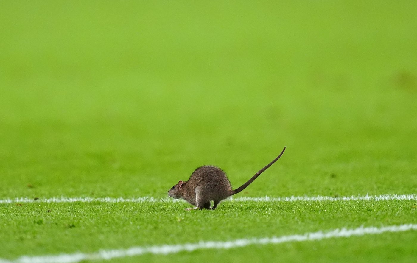 A rat briefly delays World Cup qualifier between Wales and Belgium | iNFOnews.ca A rat briefly delays World Cup qualifier between Wales and Belgium | iNFOnews.ca