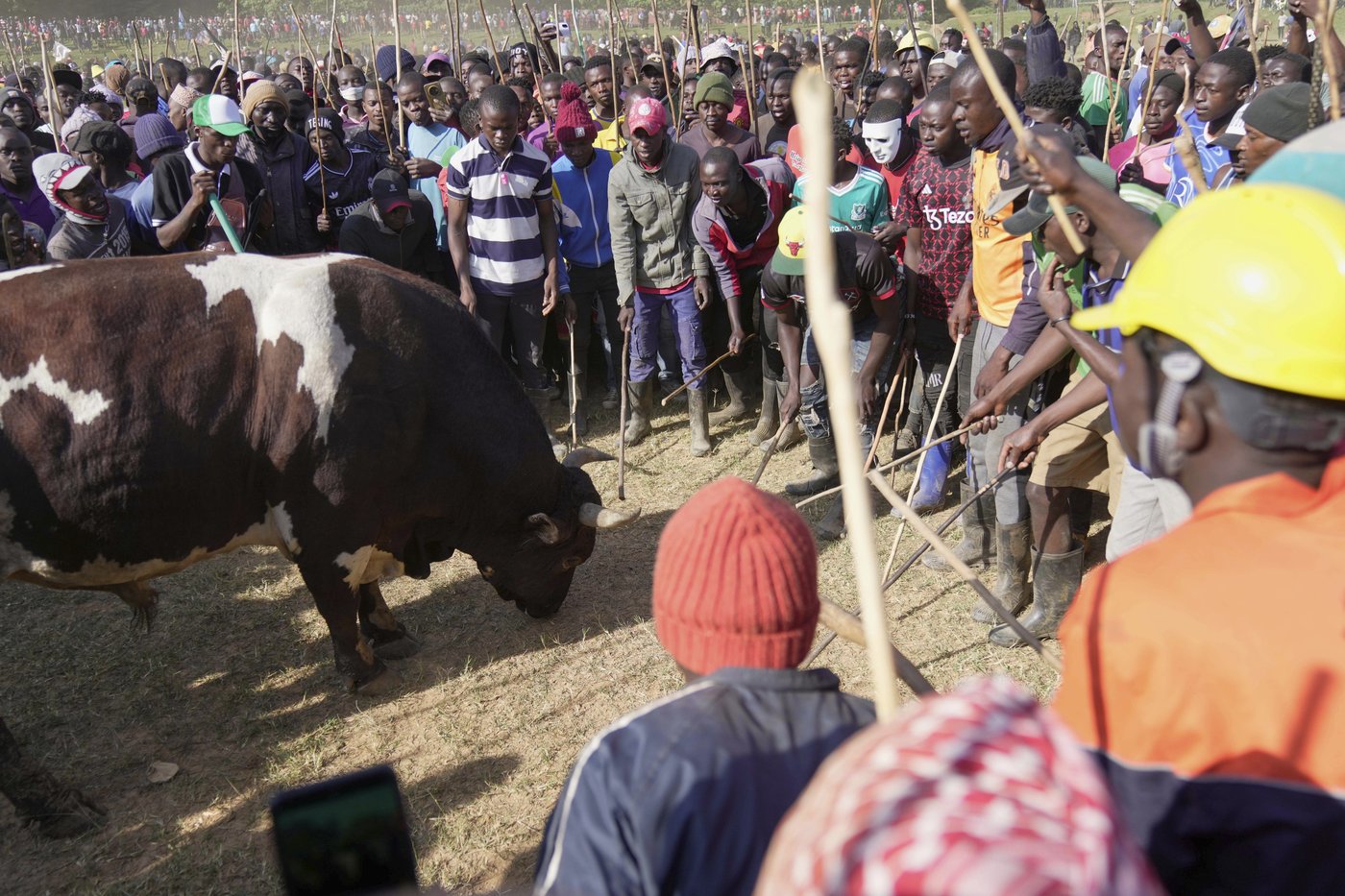 Kenyans unite around the country's growing bullfighting tradition | iNFOnews.ca Kenyans unite around the country's growing bullfighting tradition | iNFOnews.ca