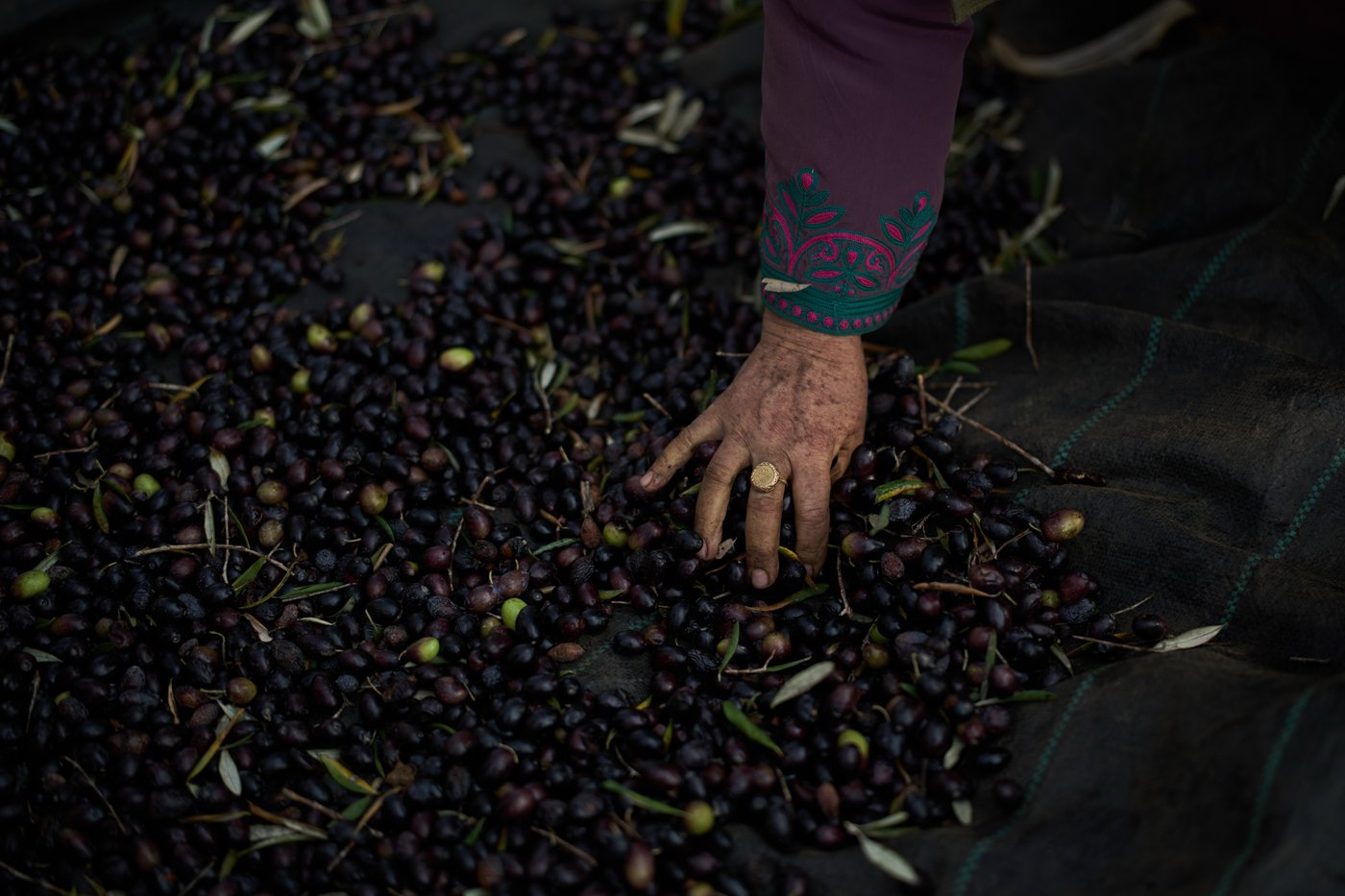 Photos capture West Bank olive harvest as villagers fear more violence by Israeli settlers | iNFOnews.ca