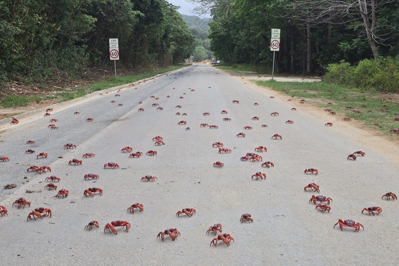 People use garden tools to protect millions of migrating red crabs on Christmas Island | iNFOnews.ca People use garden tools to protect millions of migrating red crabs on Christmas Island | iNFOnews.ca