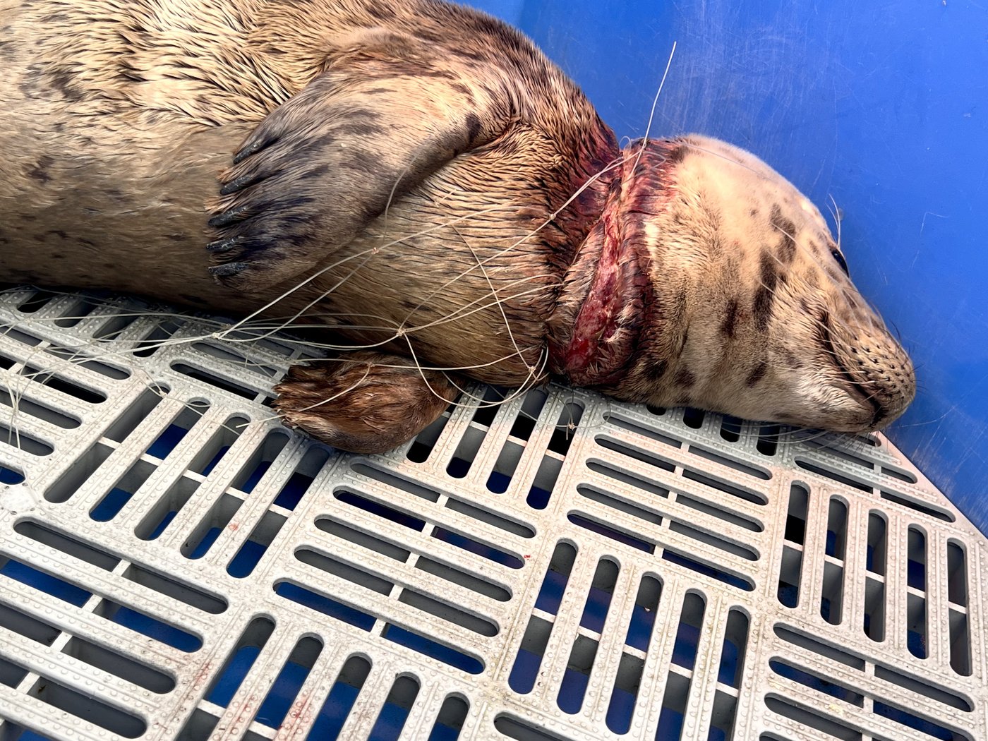 Annette, the harbour seal, rescued from netting around her neck in West Vancouver | iNFOnews.ca