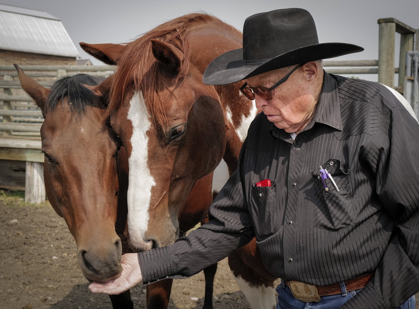 'Show will still go on': Legendary Alberta stuntman, animal wrangler to receive award | iNFOnews.ca