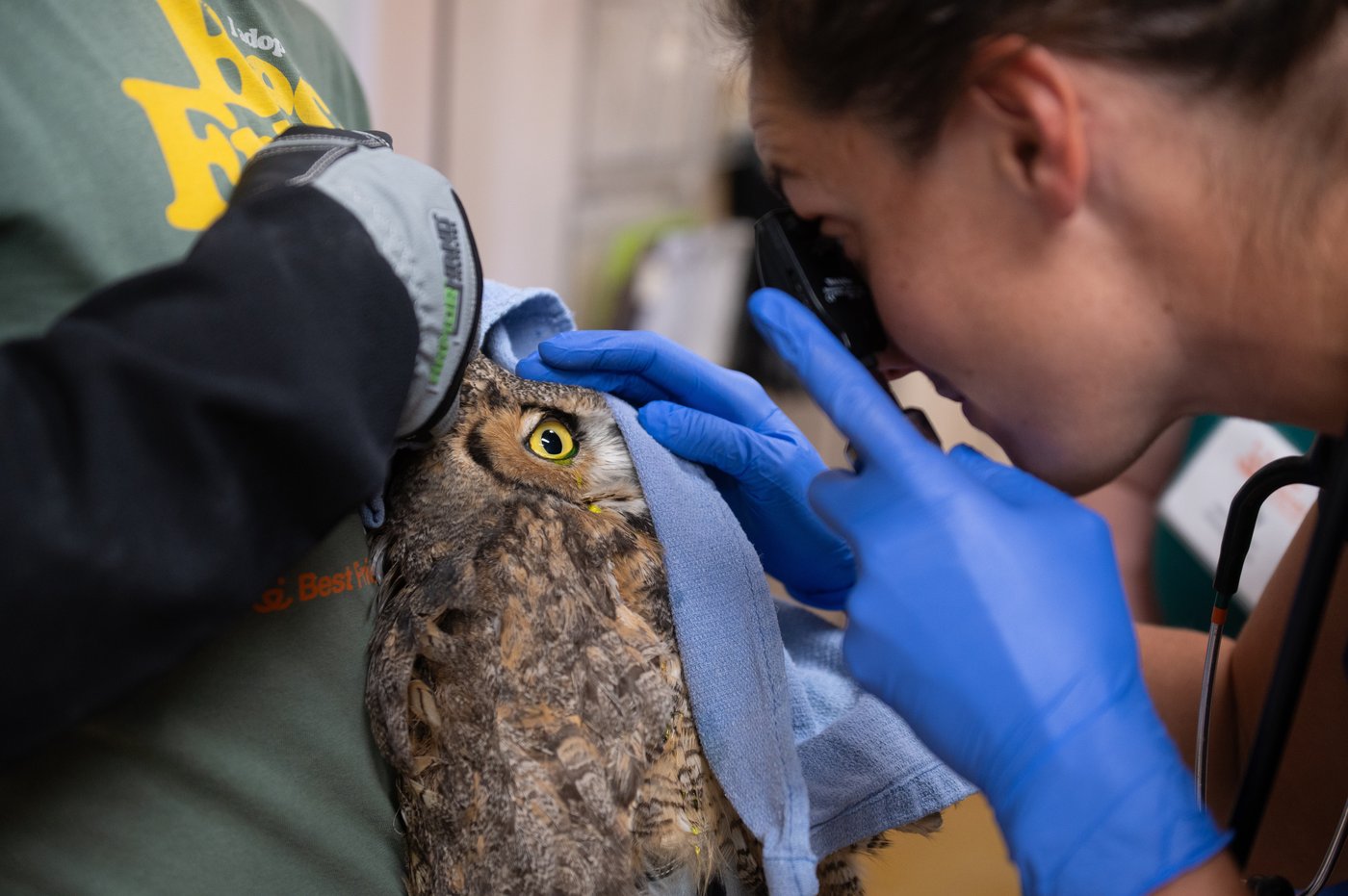 Owl partially covered in concrete is cleaned up and recovering after rescue in Utah | iNFOnews.ca