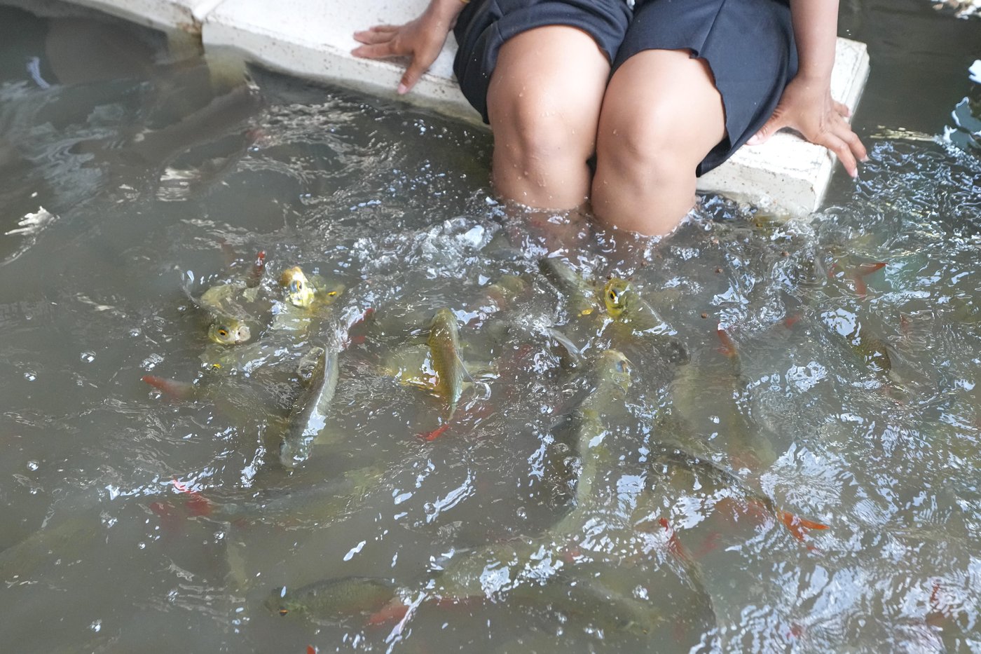A flooded restaurant in Thailand brings delight with swimming fish among diners | iNFOnews.ca A flooded restaurant in Thailand brings delight with swimming fish among diners | iNFOnews.ca