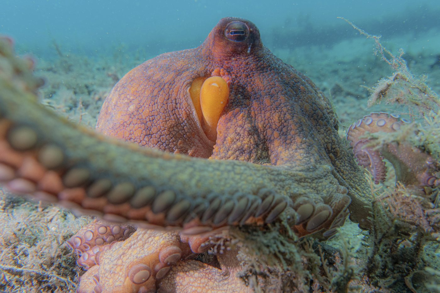 How to use 8 arms? Octopuses tend to explore with their front limbs | iNFOnews.ca