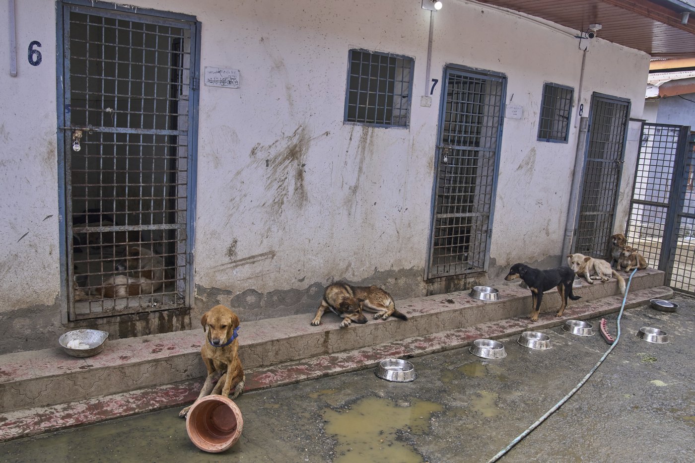Photos of stray dogs in Indian-controlled Kashmir and attempts to control their population | iNFOnews.ca