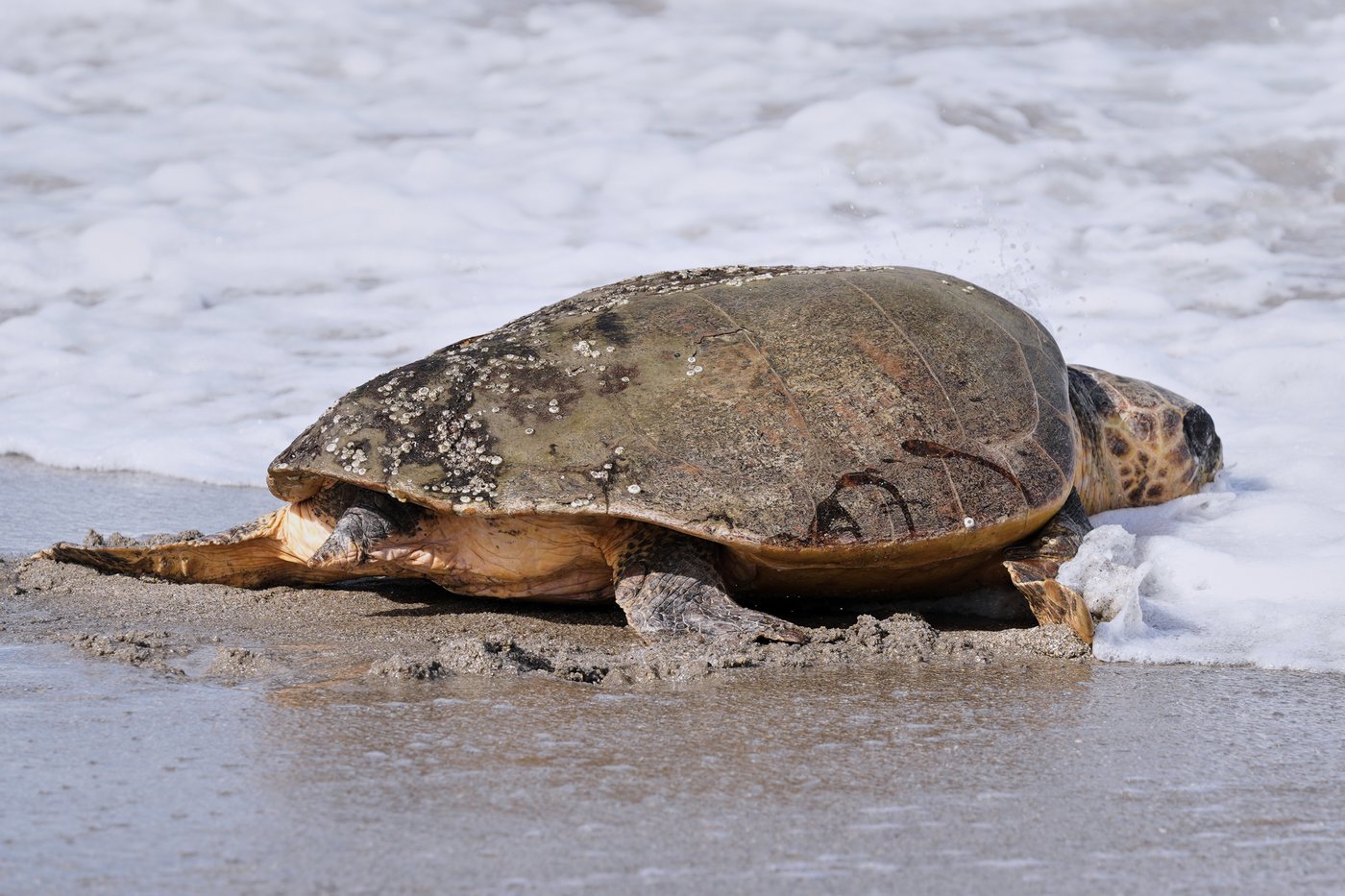 June Cleaver the loggerhead turtle is released into the ocean off Florida after rehab | iNFOnews.ca