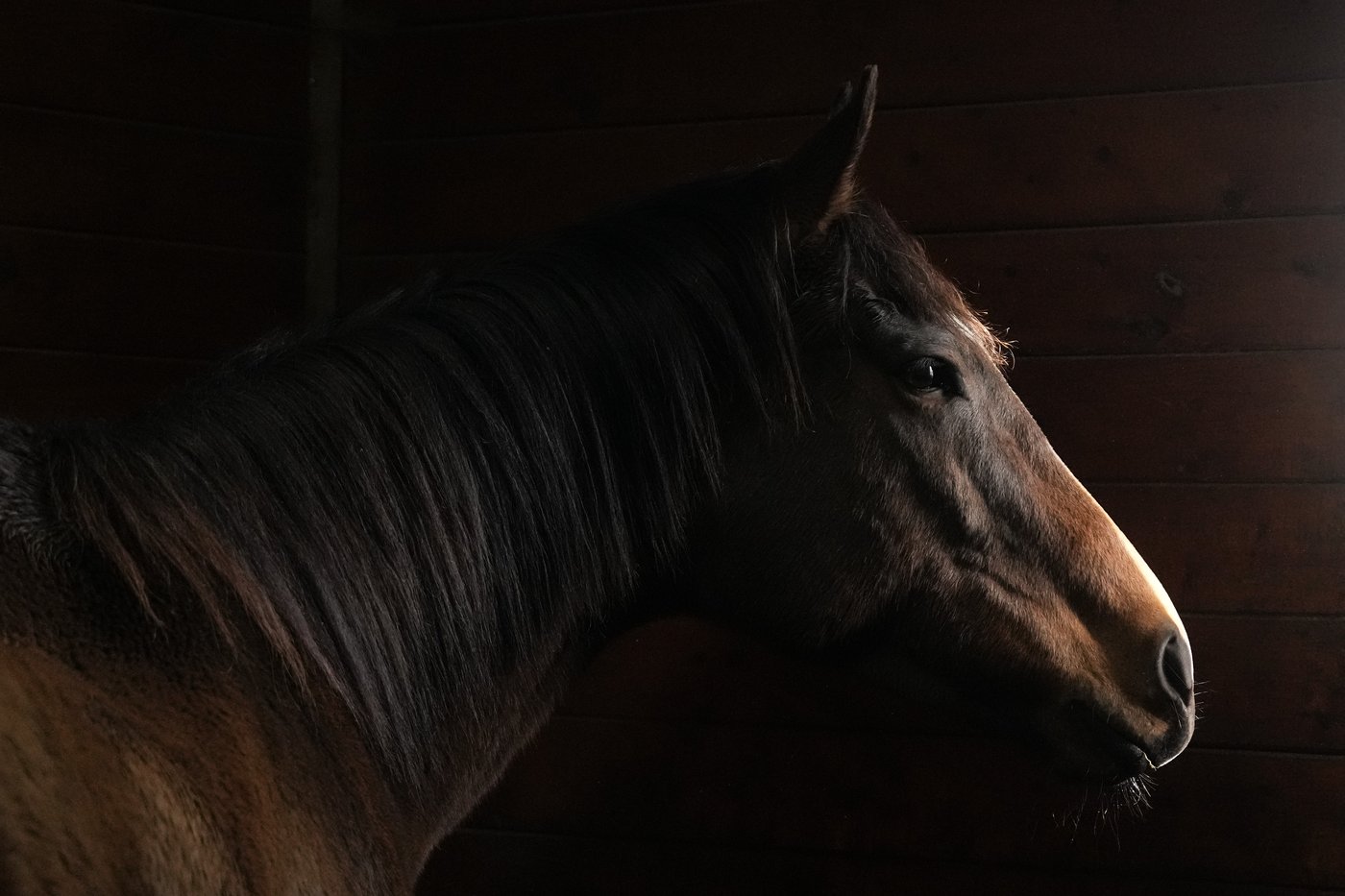 Photo Gallery: Da Silva implementing horses into wellness program | iNFOnews.ca
