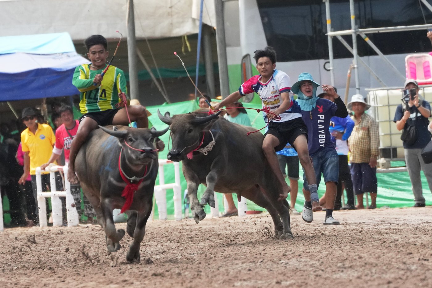 Photos show a water buffalo festival in Thailand at the start of harvest season | iNFOnews.ca