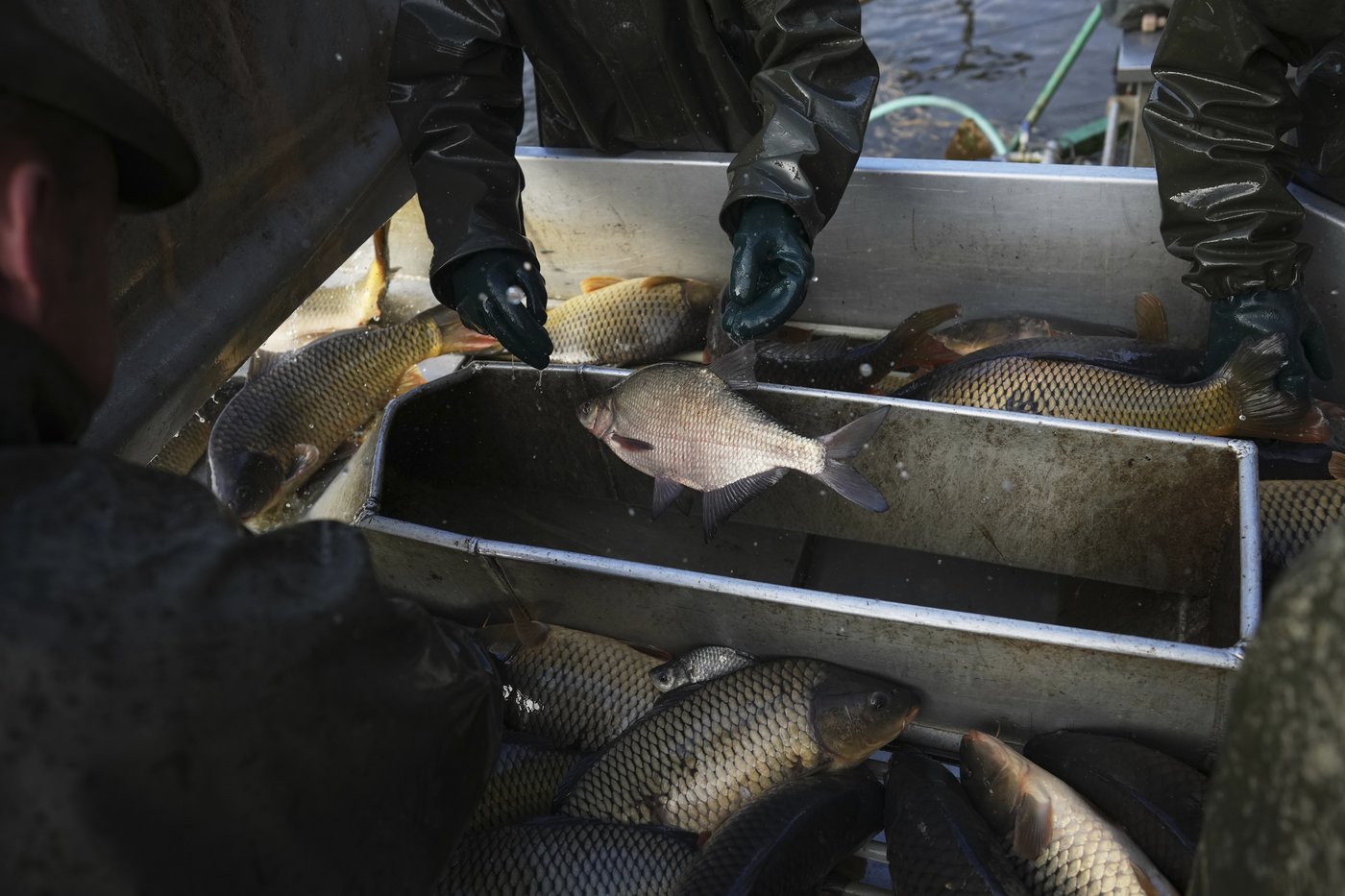Photos show Czech fisherman hauling in Christmas carp for holiday tables | iNFOnews.ca