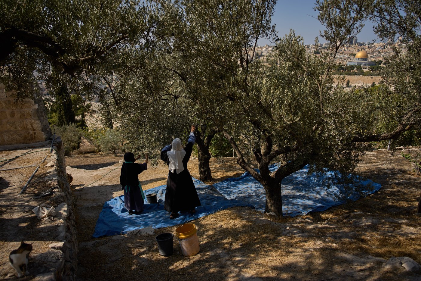 Photos show monks and nuns harvesting olives on the Holy Land’s Mount of Olives | iNFOnews.ca