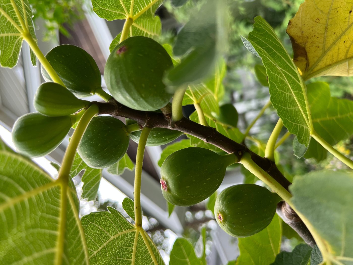 How to cook, freeze or pickle plant scraps instead of throwing them away | iNFOnews.ca How to cook, freeze or pickle plant scraps instead of throwing them away | iNFOnews.ca