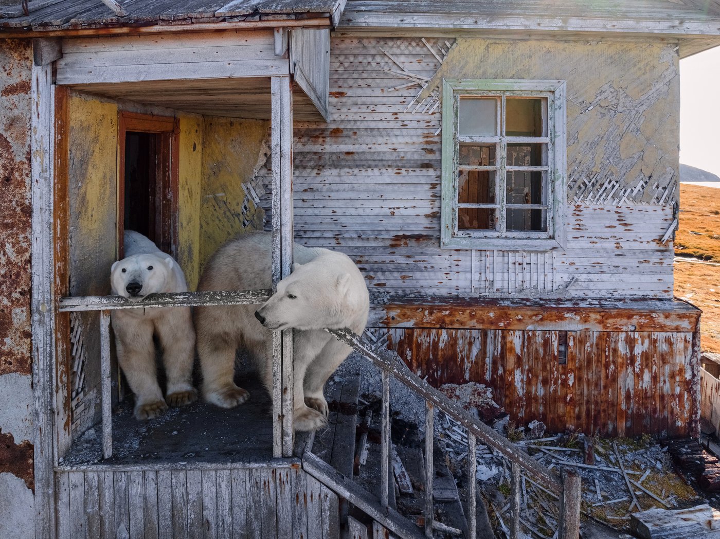 Photos show polar bears chilling at home in abandoned Russian research station | iNFOnews.ca