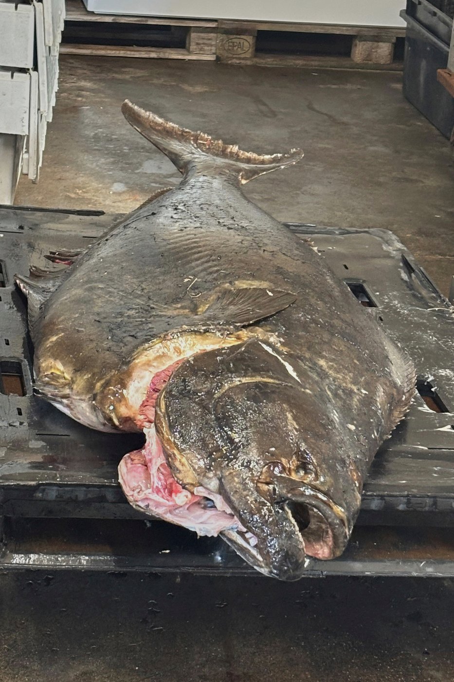 Young man and the sea: Teen fishing off New England coast catches huge halibut bigger than him | iNFOnews.ca