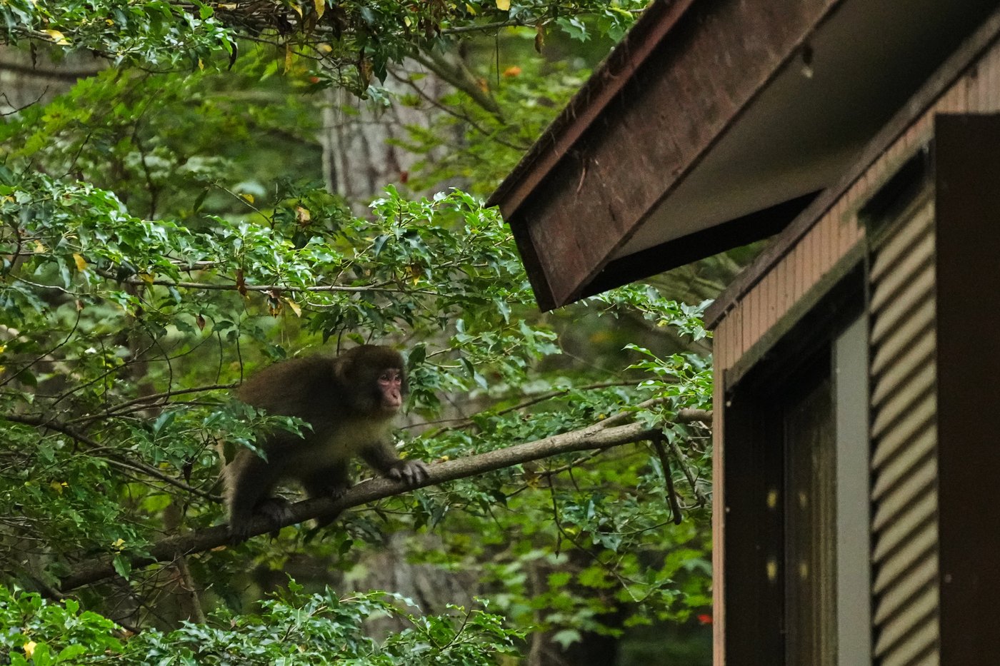 In Japan's Northern Alps, residents battle monkeys to protect homes and farms | iNFOnews.ca