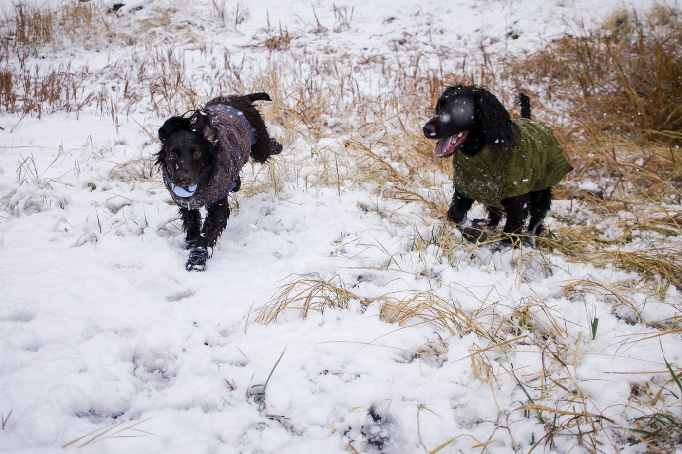 Don't forget pets when preparing for winter's cold. Here's what experts recommend | iNFOnews.ca