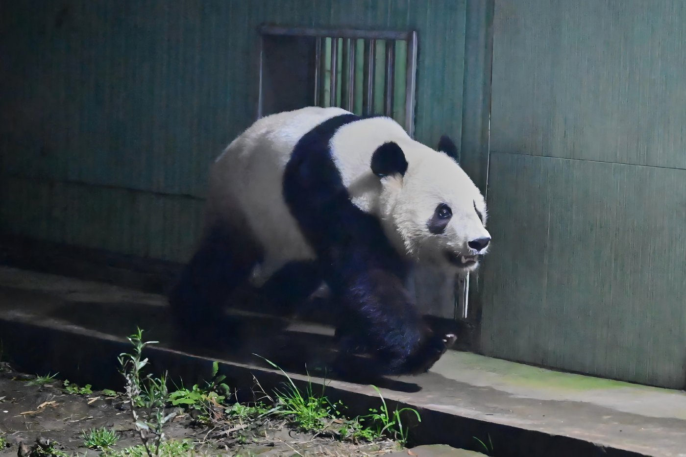 Japan's last pair of pandas have arrived back in China | iNFOnews.ca Japan's last pair of pandas have arrived back in China | iNFOnews.ca