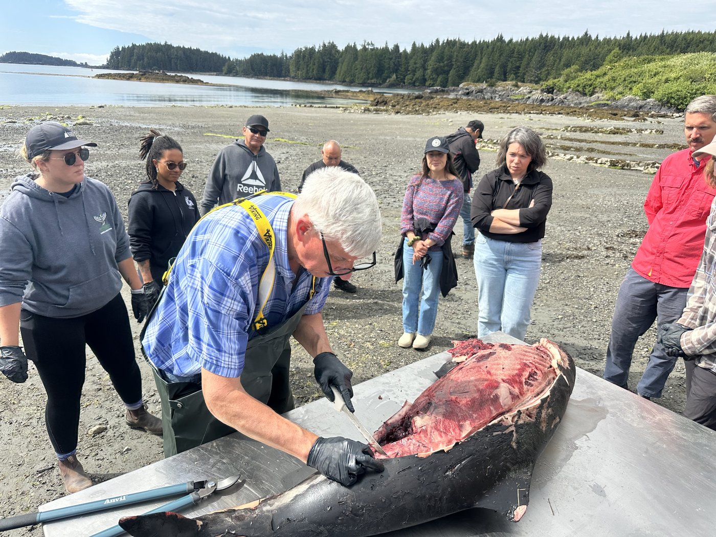 For B.C. whale coroner, a gruesome duty to 'revered' animals approached with humility | iNFOnews.ca