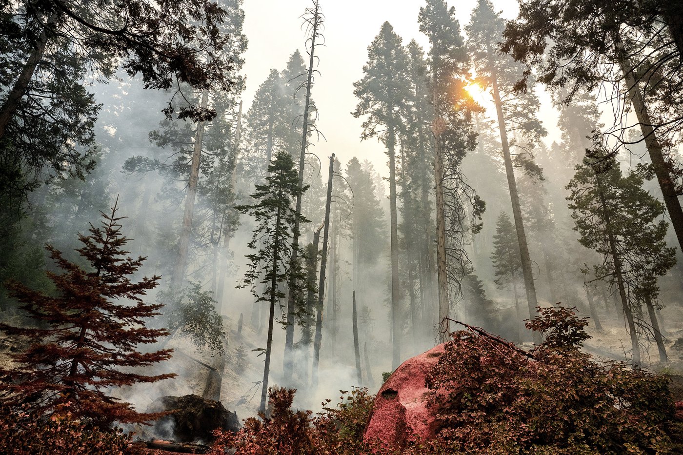 Grove of giant sequoia trees burns in California's Sierra National Forest | iNFOnews.ca Grove of giant sequoia trees burns in California's Sierra National Forest | iNFOnews.ca