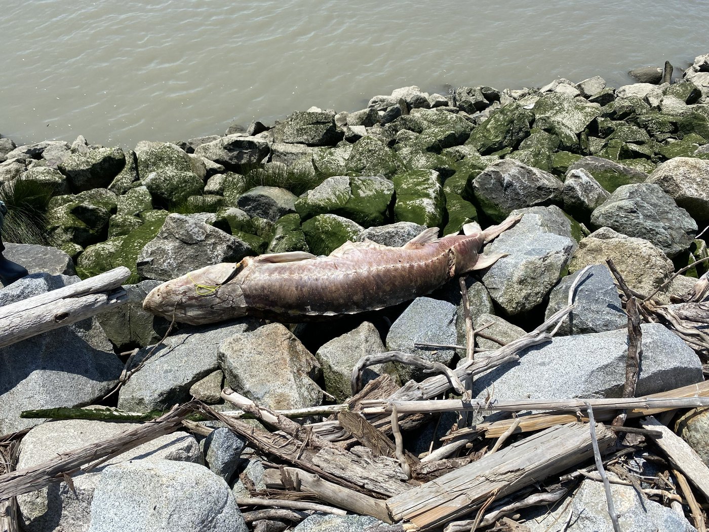 B.C. First Nation investigates sturgeon deaths, with plan to track drifting carcasses | iNFOnews.ca