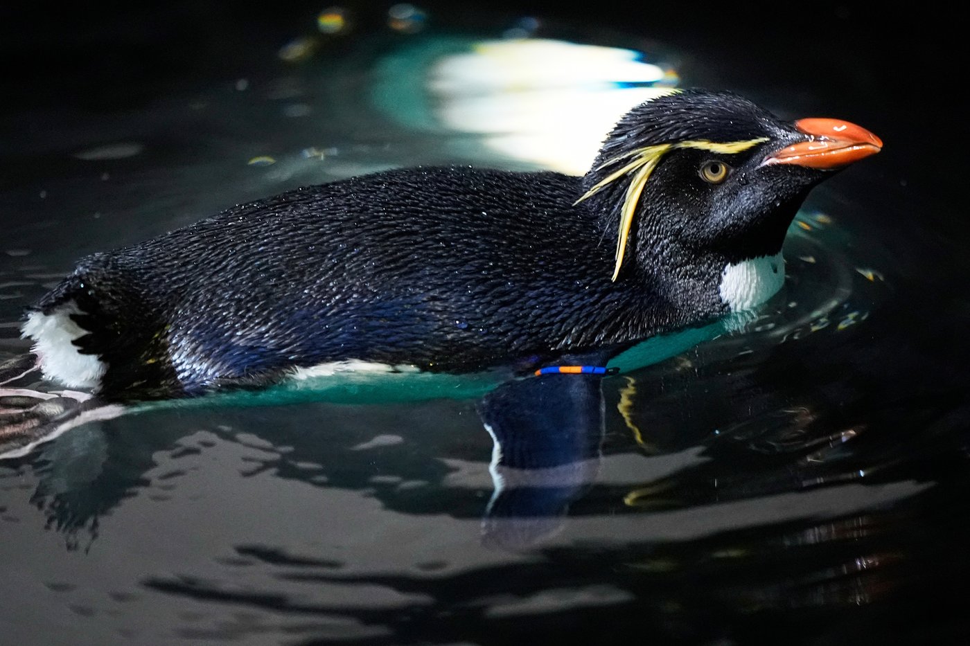 Much like a nursing home, penguins at a Boston aquarium can age with dignity | iNFOnews.ca Much like a nursing home, penguins at a Boston aquarium can age with dignity | iNFOnews.ca