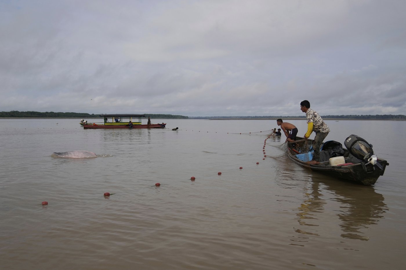 Endangered pink river dolphins face a rising mercury threat in the Amazon | iNFOnews.ca