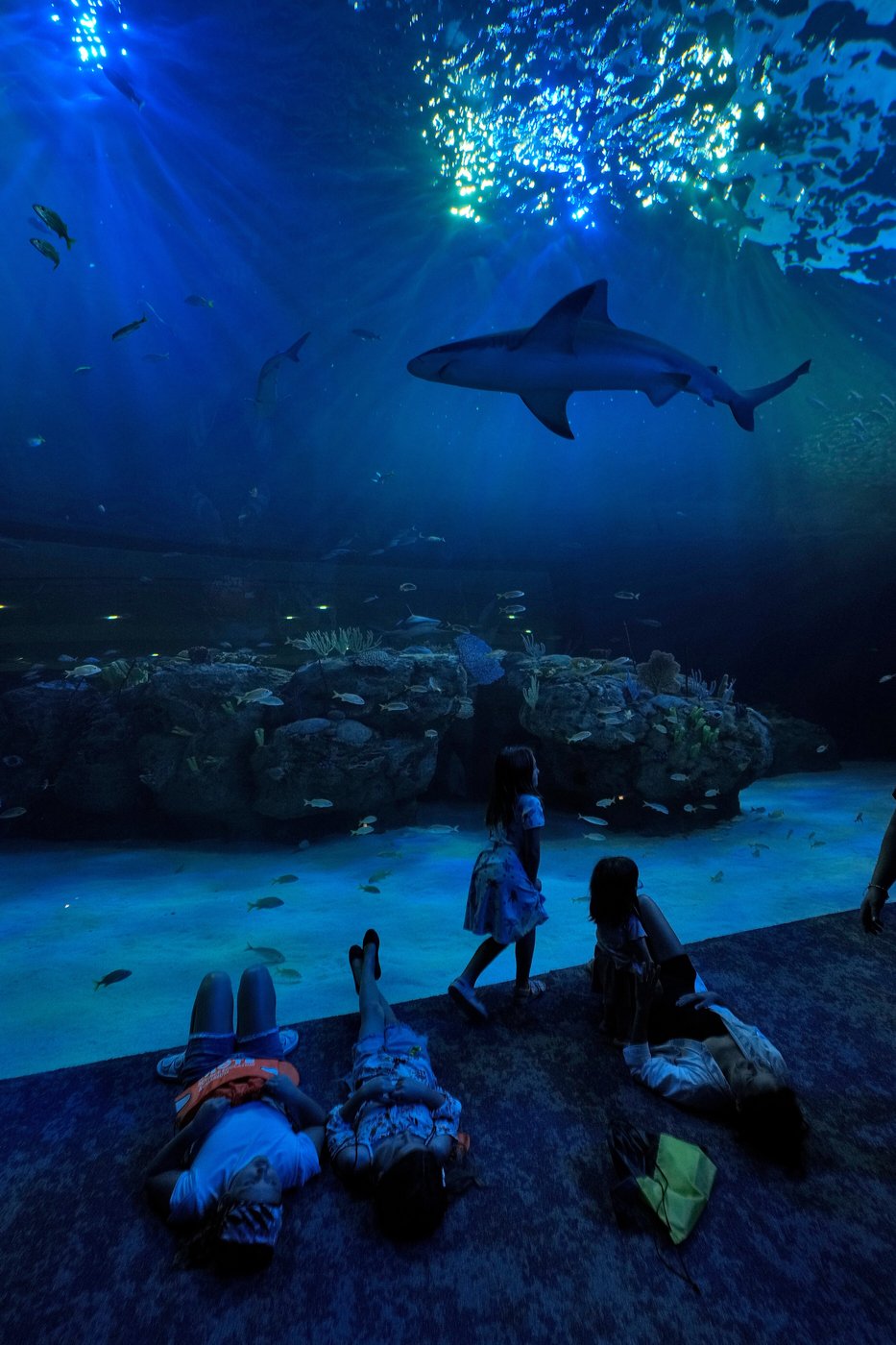 Florida's Mote Marine Laboratory relocates hundreds of marine animals to new $130M facility | iNFOnews.ca