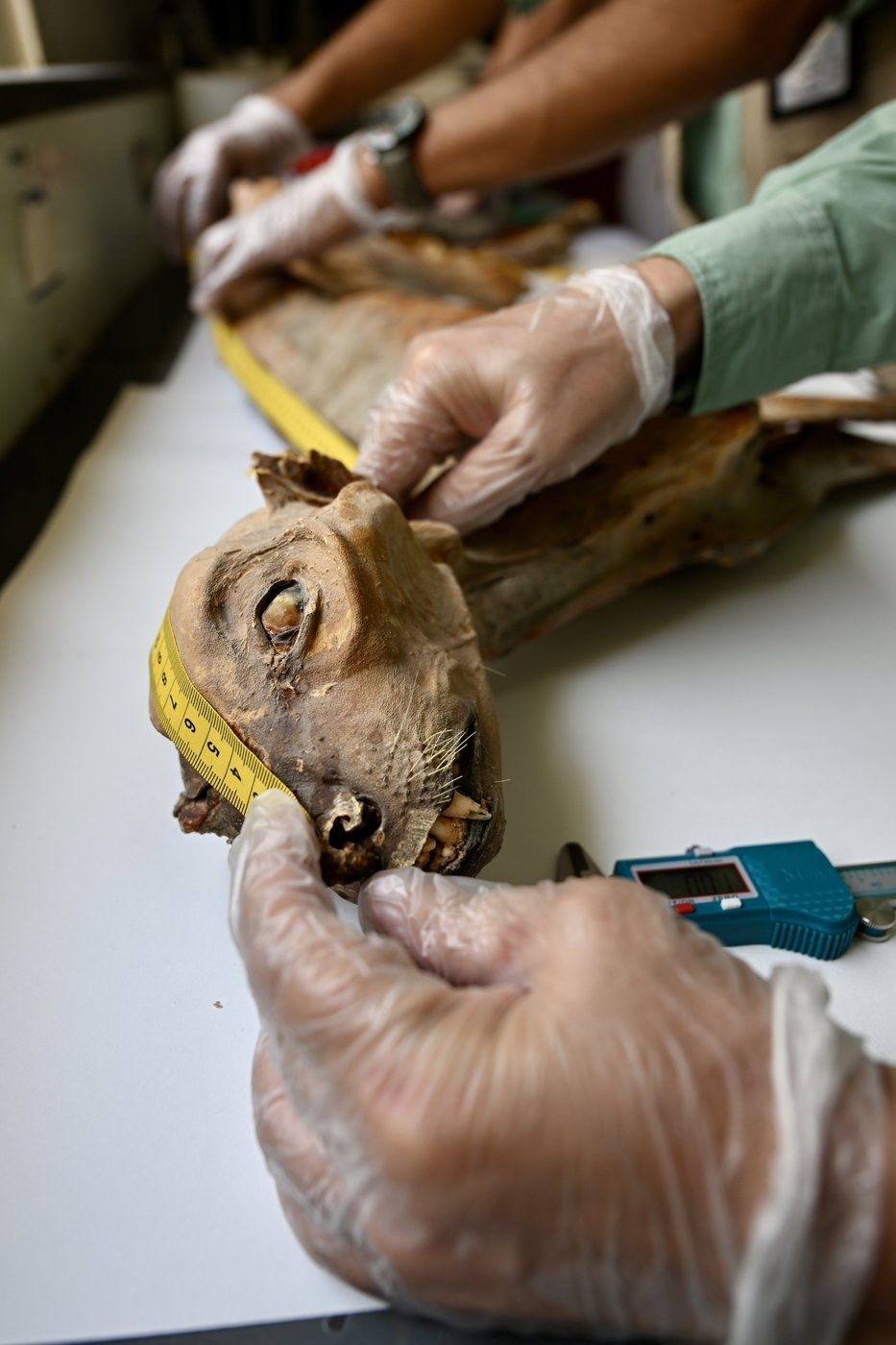 Mummified cheetahs found in Saudi caves shed light on lost populations | iNFOnews.ca
