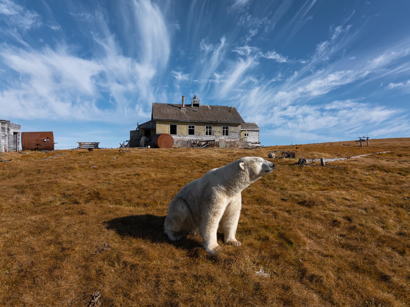Photos show polar bears chilling at home in abandoned Russian research station | iNFOnews.ca