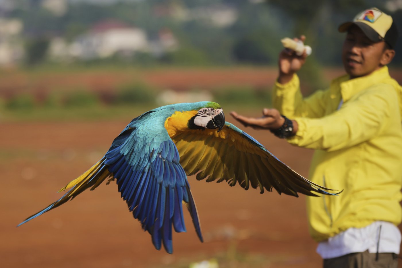 Photos show how an Indonesian motorbike mechanic became a macaw trainer | iNFOnews.ca