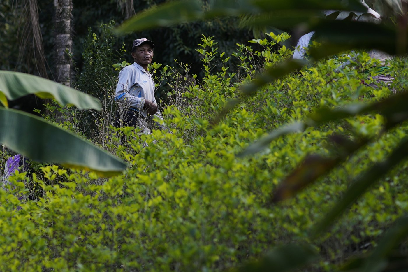 Coca leaves remain a source of work, faith and identity in Bolivia | iNFOnews.ca Coca leaves remain a source of work, faith and identity in Bolivia | iNFOnews.ca