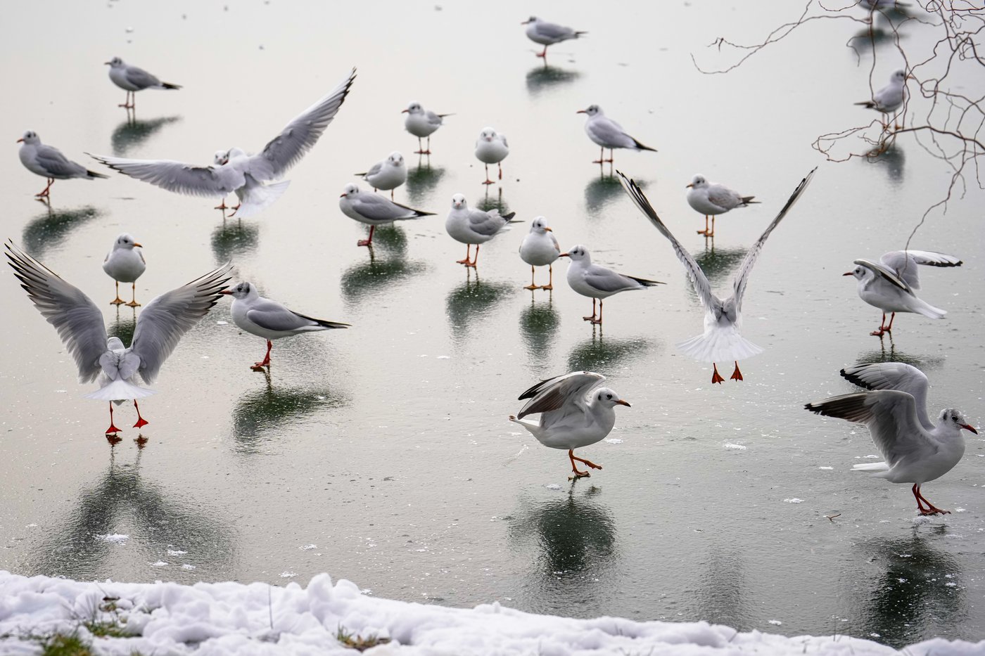 Freezing rain and ice disrupt travel across central and eastern Europe | iNFOnews.ca