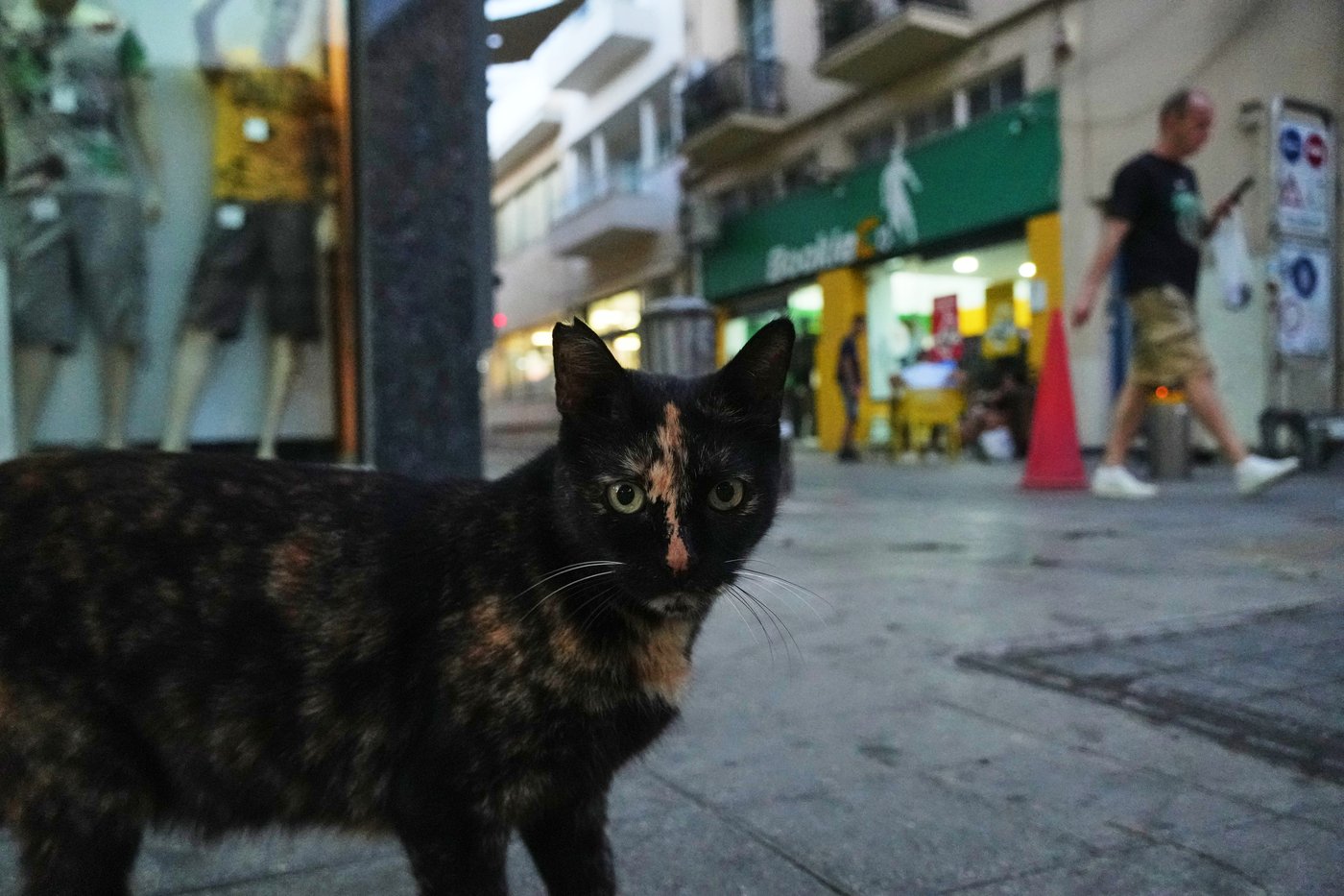 An estimated 1 million cats prowl the streets of Cyprus as officials scramble to check their numbers | iNFOnews.ca An estimated 1 million cats prowl the streets of Cyprus as officials scramble to check their numbers | iNFOnews.ca
