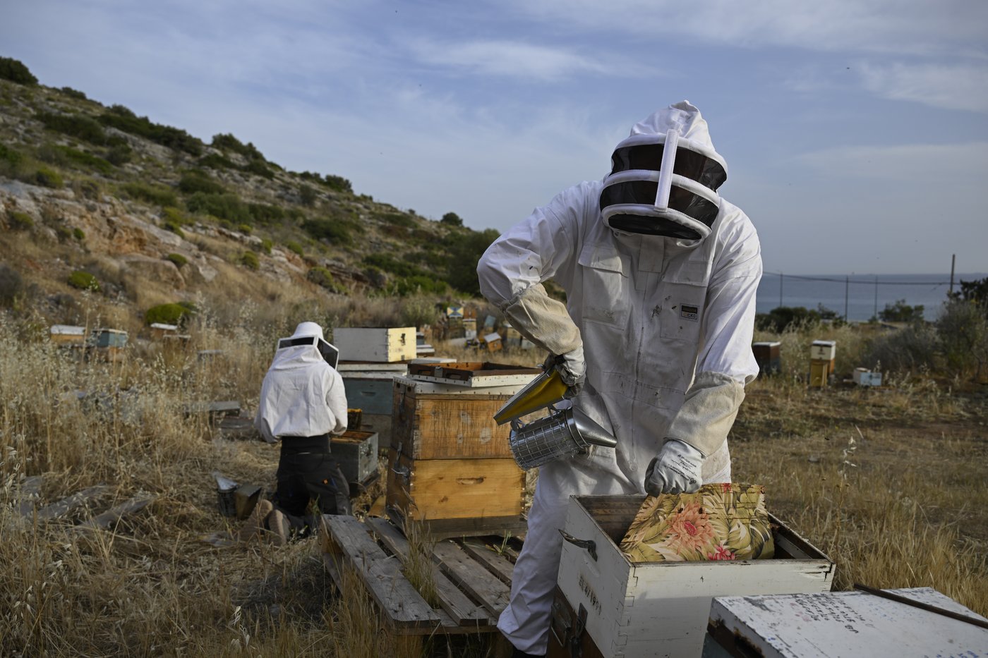 Rooftop beekeeping in Athens: A new buzz in urban ecosystems, in photos | iNFOnews.ca