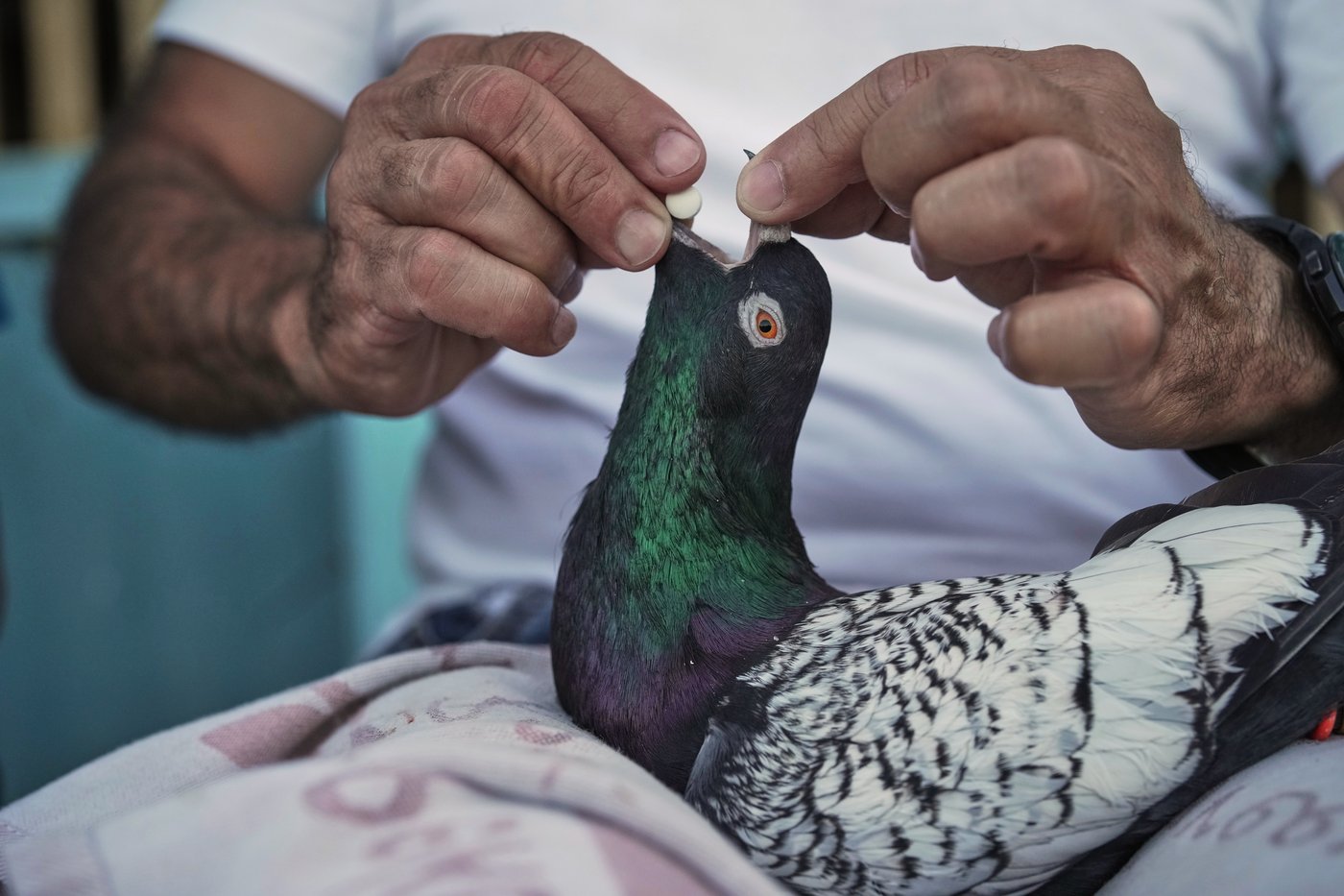 Photos of a Beirut woman's rooftop sanctuary for pigeons | iNFOnews.ca