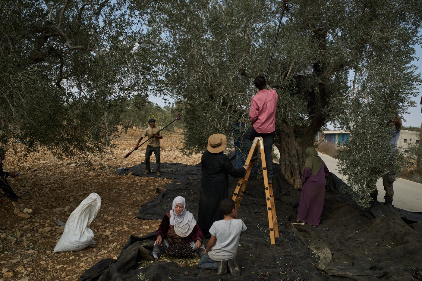 Photos capture West Bank olive harvest as villagers fear more violence by Israeli settlers | iNFOnews.ca