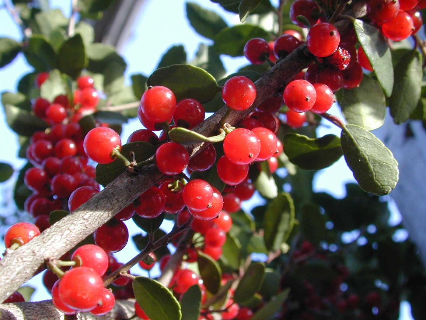 Deck your garden with boughs of holly, a plant rich in symbolism and evergreen beauty | iNFOnews.ca