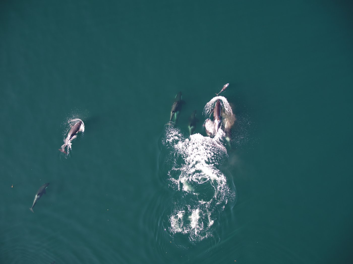 Killer whales and dolphins may be helping each other hunt of B.C. coast: new report | iNFOnews.ca Killer whales and dolphins may be helping each other hunt of B.C. coast: new report | iNFOnews.ca