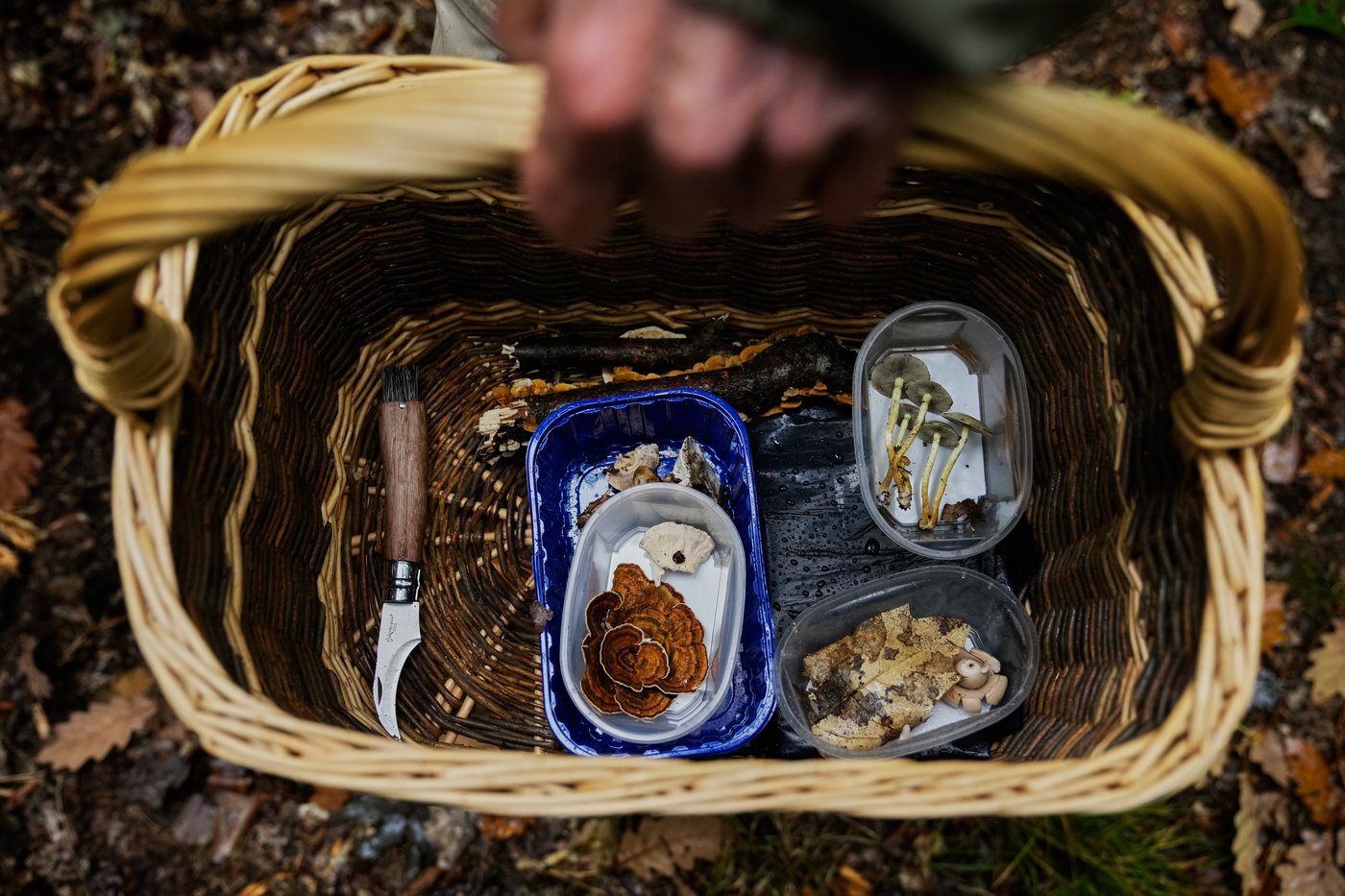 Mushroom hunting in Germany sees a revival thanks to veganism and medicinal fungi, in photos | iNFOnews.ca