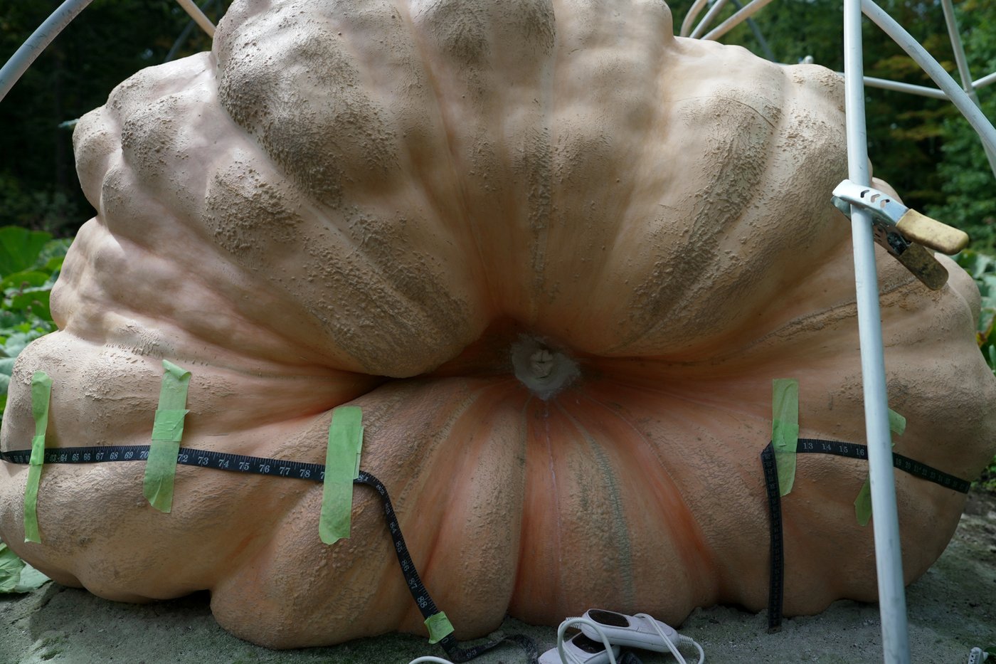 How to grow a giant pumpkin, with help from science | iNFOnews.ca