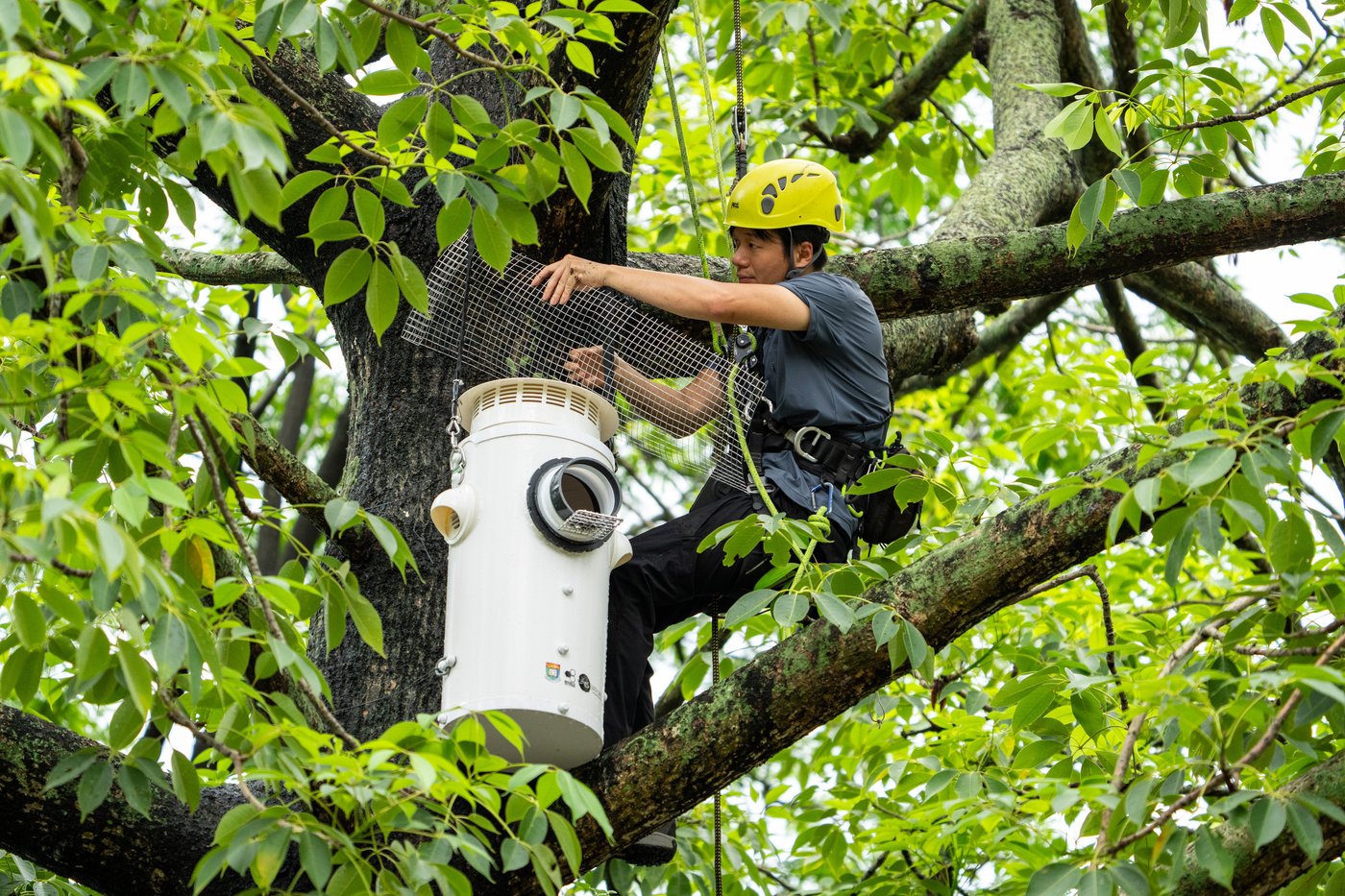 One of the rarest birds in the world finds a city sanctuary in Hong Kong | iNFOnews.ca One of the rarest birds in the world finds a city sanctuary in Hong Kong | iNFOnews.ca