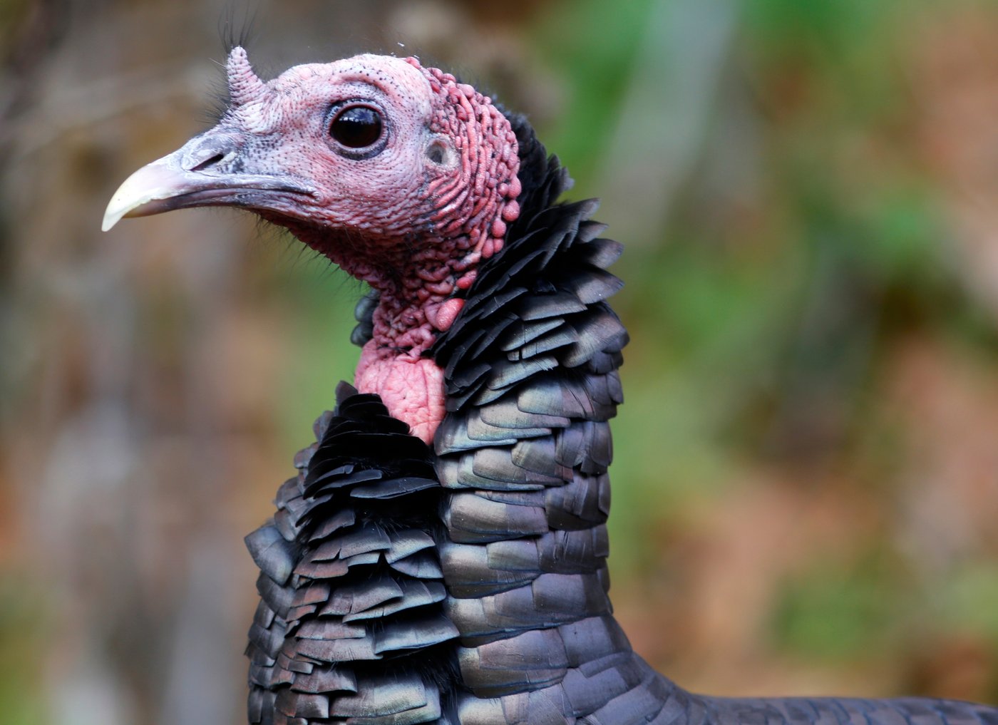 How trading wild turkeys for other animals became a conservation success story | iNFOnews.ca
